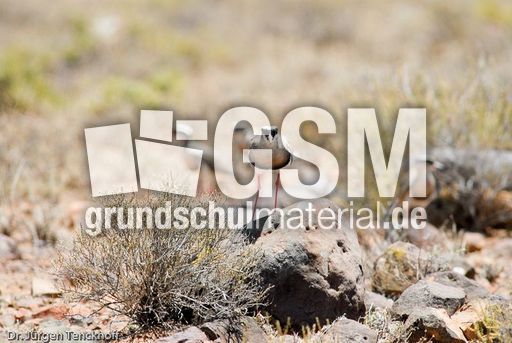 Goldregenpfeifer (1 von 3).jpg